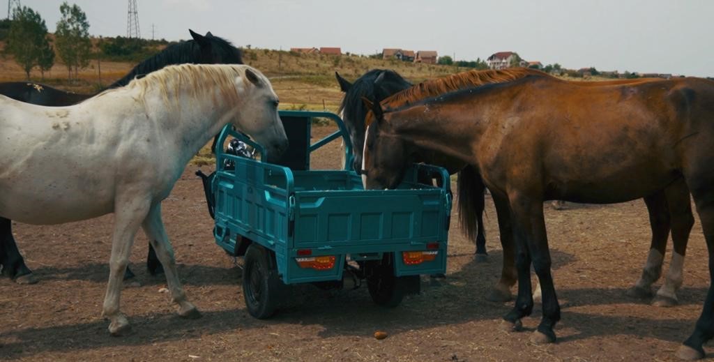 Cargo Muli für die Pferde-Fütterung