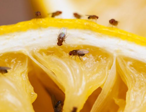 Fruchtfliegen bekämpfen – Obstfliegen loswerden