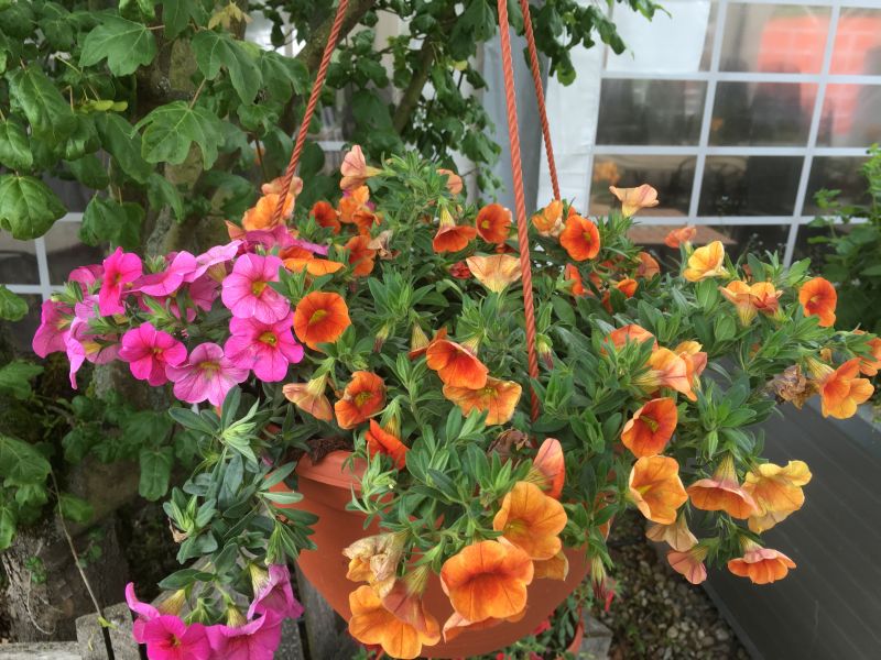 Mini Petunien edinger Lampertheim