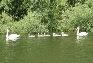 Schwanfamilie Altrhein Lampertheim