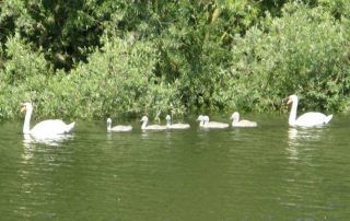 Schwanfamilie Altrhein Lampertheim