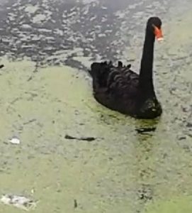 Schwanenpaar Altrhein Lampertheim