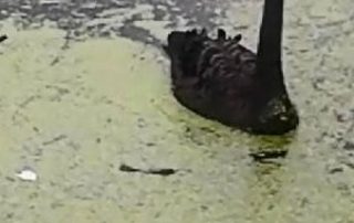 Schwanenpaar Altrhein Lampertheim