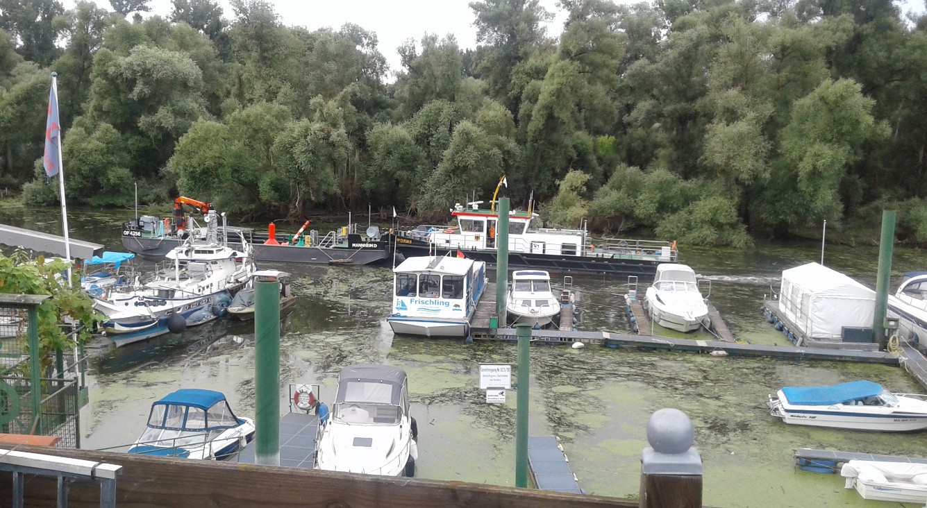 WSA Arbeiten im Lampertheimer Altrhein